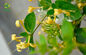 Lonicera Japonica Flos Lonicerae Honeysuckle Flower Extract Chlorogenic Acid Powder