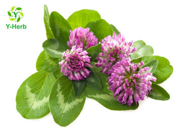 80 Mesh Herbal Extract Powder Red Clover Extract Isoflavones 2.5% 8% For Women Products