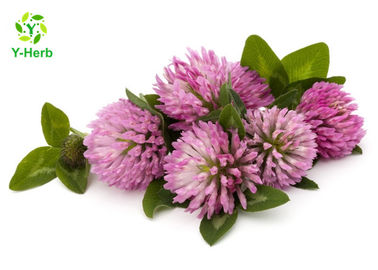 80 Mesh Herbal Extract Powder Red Clover Extract Isoflavones 2.5% 8% For Women Products