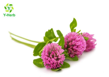 977150-97-2 Herbal Extract Powder Red Clover Flower Extract HPLC / UV Test Method