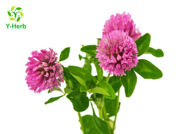 977150-97-2 Herbal Extract Powder Red Clover Flower Extract HPLC / UV Test Method